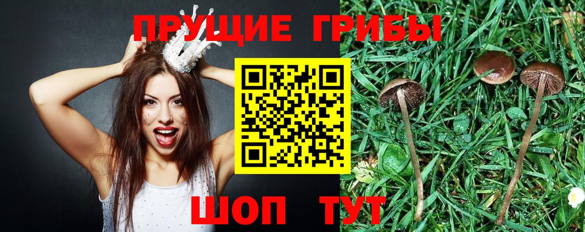 Псилоцибиновые грибы прущие грибы  Мценск  Псилоцибиновые грибы MAGIC MUSHROOMS 